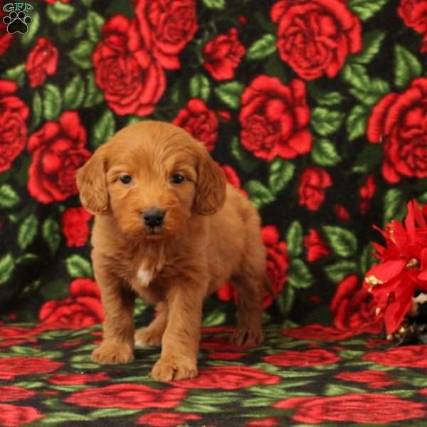 Carol, Mini Goldendoodle Puppy